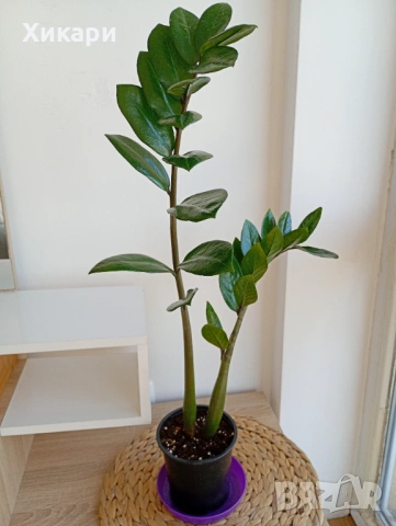 Замиокулкас 