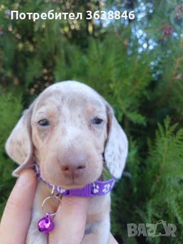 Мини дакел , снимка 9 - Дакели - 52327776