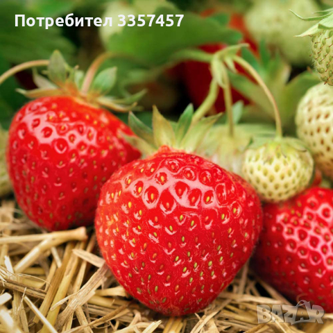 Prodavam korencheta celogodishni qgodi sort Monterei