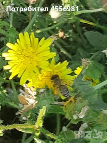 Пчелен мед от производител реколта 2025г. - доверие за качество, снимка 4 - Пчелни продукти - 51282505