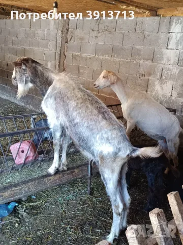Коза, Пръч и коч за разплод