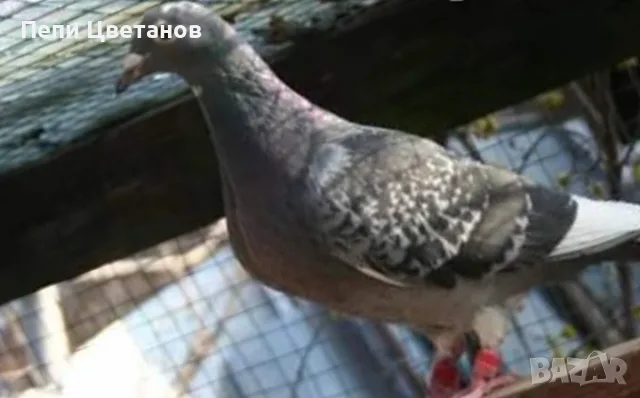 Чистопородни Гълъби, снимка 3 - Гълъби - 56151548