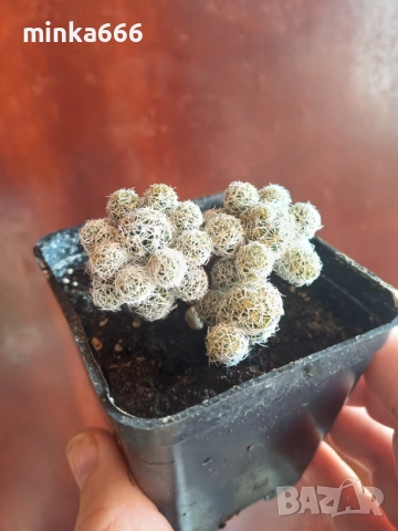 Интересен кактус., снимка 2 - Стайни растения - 52384487