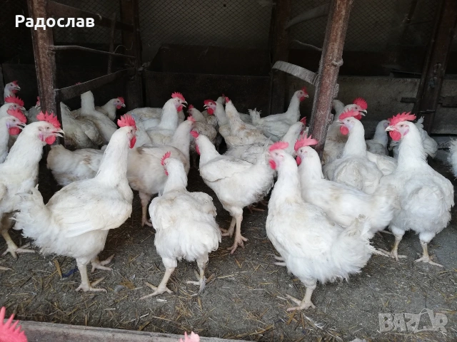 Петли Бройлери,кокошки , яйца, носачки,ярки,пилета