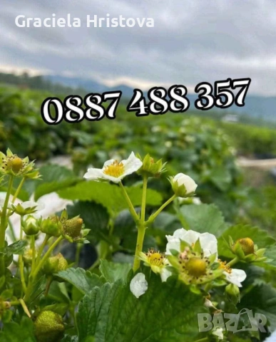 Продавам качествен разсад ягоди , снимка 8 - Градински цветя и растения - 53496428