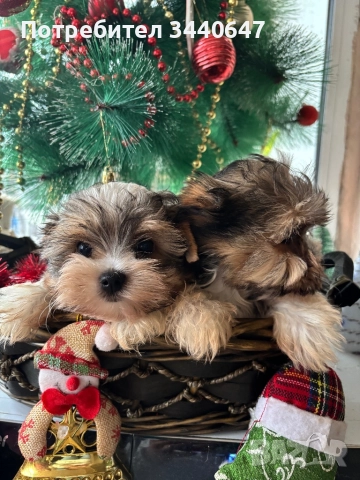 Мъжко йорки, снимка 14 - Йоркширски териер - 52553604