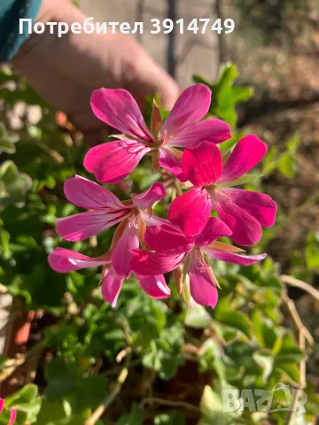 Изрезки / клончета от индрише, сакъзче, мушкато, дърво на живота за вкореняване, снимка 2 - Градински цветя и растения - 47833116