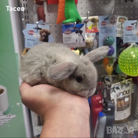 Декоративни клепоухи зайчета