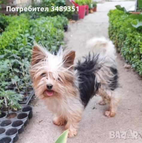 Йоркширски териер , снимка 1