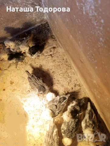 Пилета холандска носачка , снимка 5 - Кокошки и пуйки - 53684301