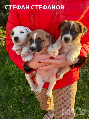 Джак Ръсел , снимка 4 - Джак ръсел териер - 52917744