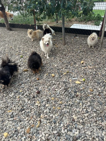 Померани, снимка 7 - Пудели - 51079149