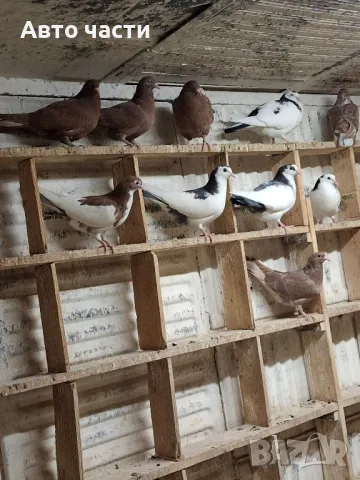 гълабите са за хвъркани от старите джинсове за информация на телефон 0895486622, снимка 6 - Гълъби - 48927741