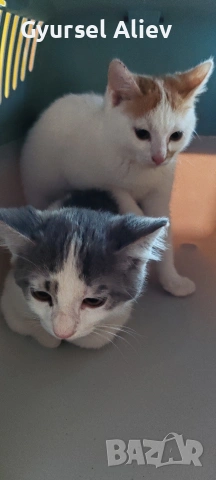 продавам 2 малки котки , снимка 7 - Други - 53132284