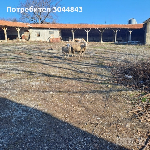 Овцеферма,  ферма за 500 бр овце, снимка 5 - Производствени сгради - 52770290