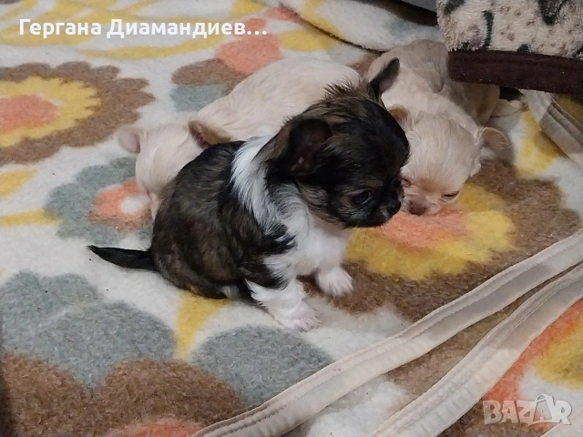 продавам мини чихуахуа , снимка 3 - Чихуахуа - 53429122