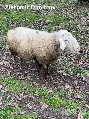 Коч Асаф, снимка 2 - Овце - 52886622
