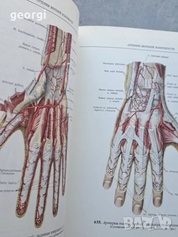 Атлас анатомии человека 1 и 2 том Синелников 28/1, снимка 6 - Специализирана литература - 51783286