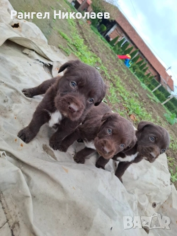 Малки дратхари, снимка 2 - Дратхаар - 52580287