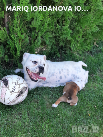АНГЛИЙСКИ БУЛДОГ, снимка 4 - Английски булдог - 36451960