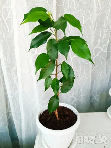 Аглаонема, Бенджамин и други стайни растения , снимка 8 - Стайни растения - 46295372