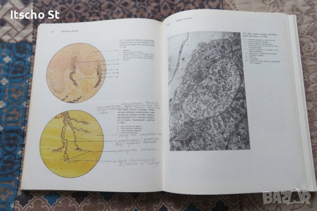 Atlas de las Estructuras Microscopicas y Ultramicroscopicas de las Celulas, Tejidos y Organos, снимка 6 - Специализирана литература - 40531252