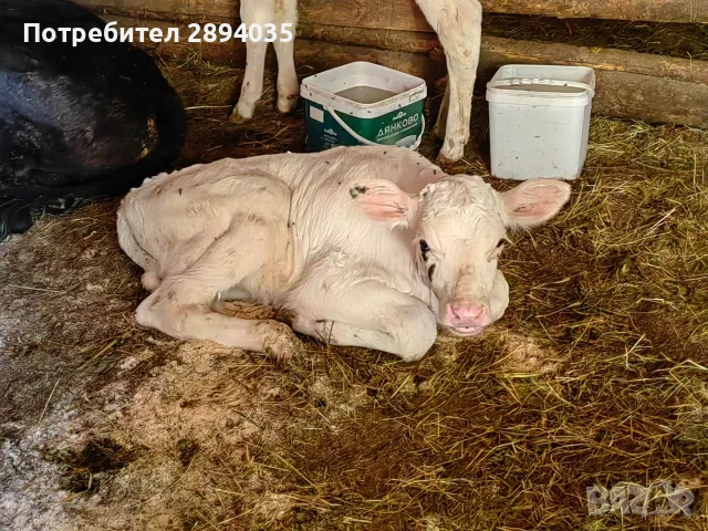 бозайници и отбити телета , снимка 5 - Крави - 55881524