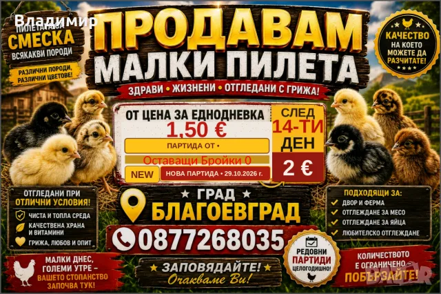 Малки кокошки/пилета