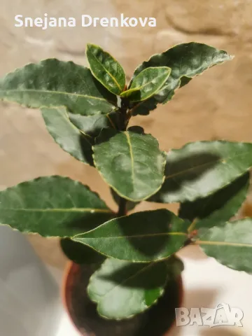 Дафинов лист