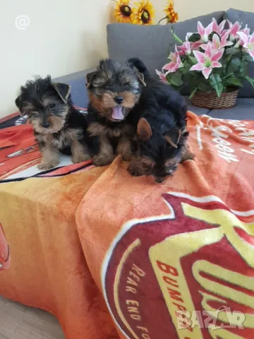 Йоркширски териер йорки , снимка 4 - Йоркширски териер - 49514923