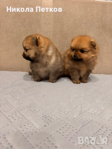 Померан мини, снимка 3 - Померан - 52997172