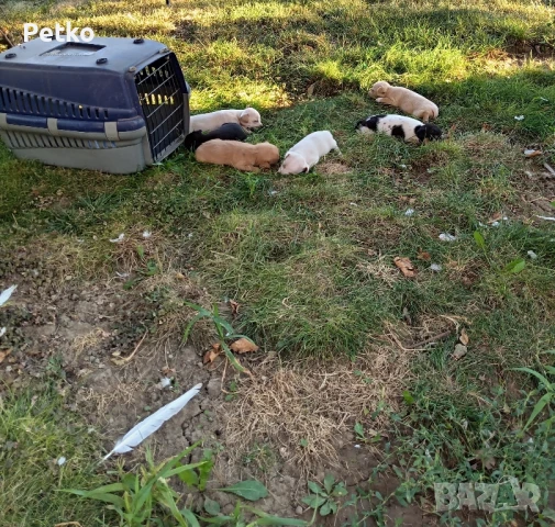 кученца за продан на 1 месец, снимка 1