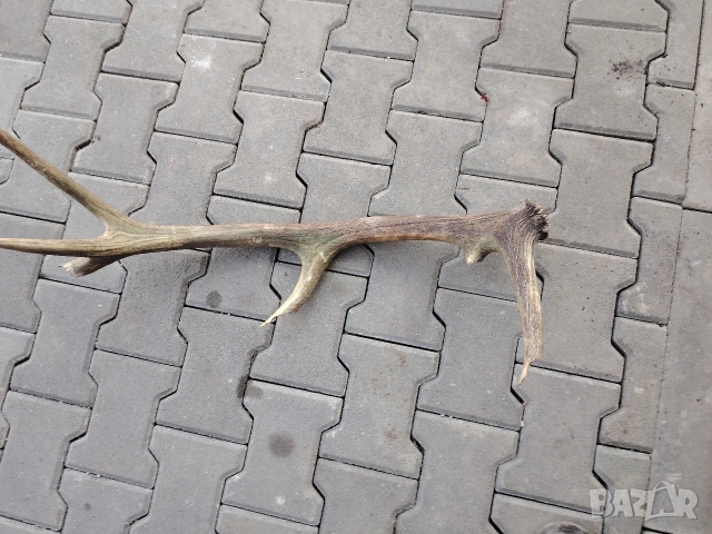 Еленов рог, снимка 5 - Декорация за дома - 53710108