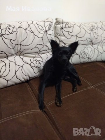 Търсим си дама за разплод , снимка 5 - Чихуахуа - 41342973