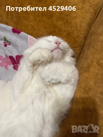 Продавам Ангора, снимка 6 - Ангорски - 52923611