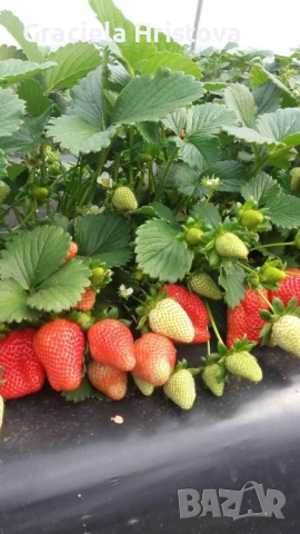 Продавам качествен разсад ягоди , снимка 6 - Градински цветя и растения - 53746597