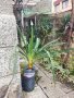 Юка "глориоса", Агаве, столетник, столистник, снимка 16