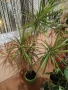 Продавам Палма драцена , снимка 3