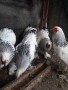 Колумбийска Брама, снимка 1 - Кокошки и пуйки - 44734334