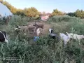 Агнета, шилета,ярета , снимка 1