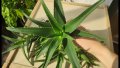 Алое Вера (Aloe), снимка 3