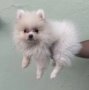 Померан , снимка 2