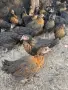 Ярки супер харко , снимка 3