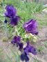 Перуника,ирис, снимка 10