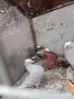 Индийски моки мъжки, снимка 1