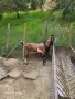 Продавам англонубийски пръч , снимка 6