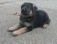 Кученца овчарки, снимка 2