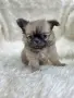 чихуахуа момченце , снимка 2