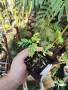 Цезалпиния пулхерима – Caesalpinia pulcherrima, снимка 7