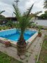 Финикова палма, снимка 1 - Стайни растения - 30370907
